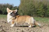 CORGI PEMBROKE 684
